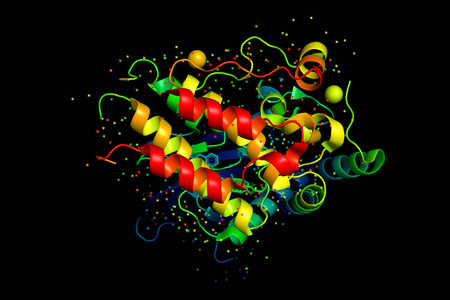 タンパク質の三次元構造