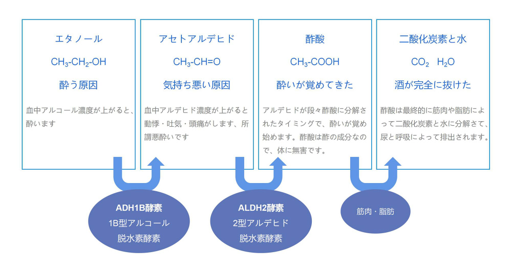 アルコールの代謝
1B型アルコール脱水素酵素（ADH1B）
2型アルデヒド脱水素酵素（ALDH2）